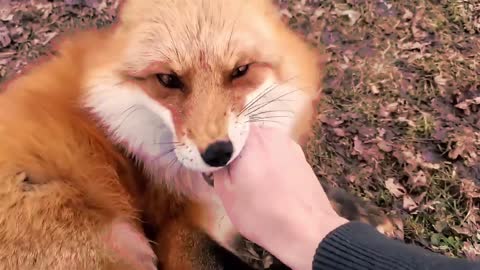 fox laughing so funny