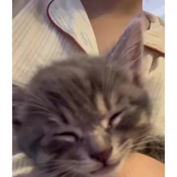 Cats Compilation: Meows and Sleepy Falls