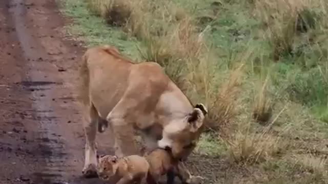 Mother's Arms, Purest Love