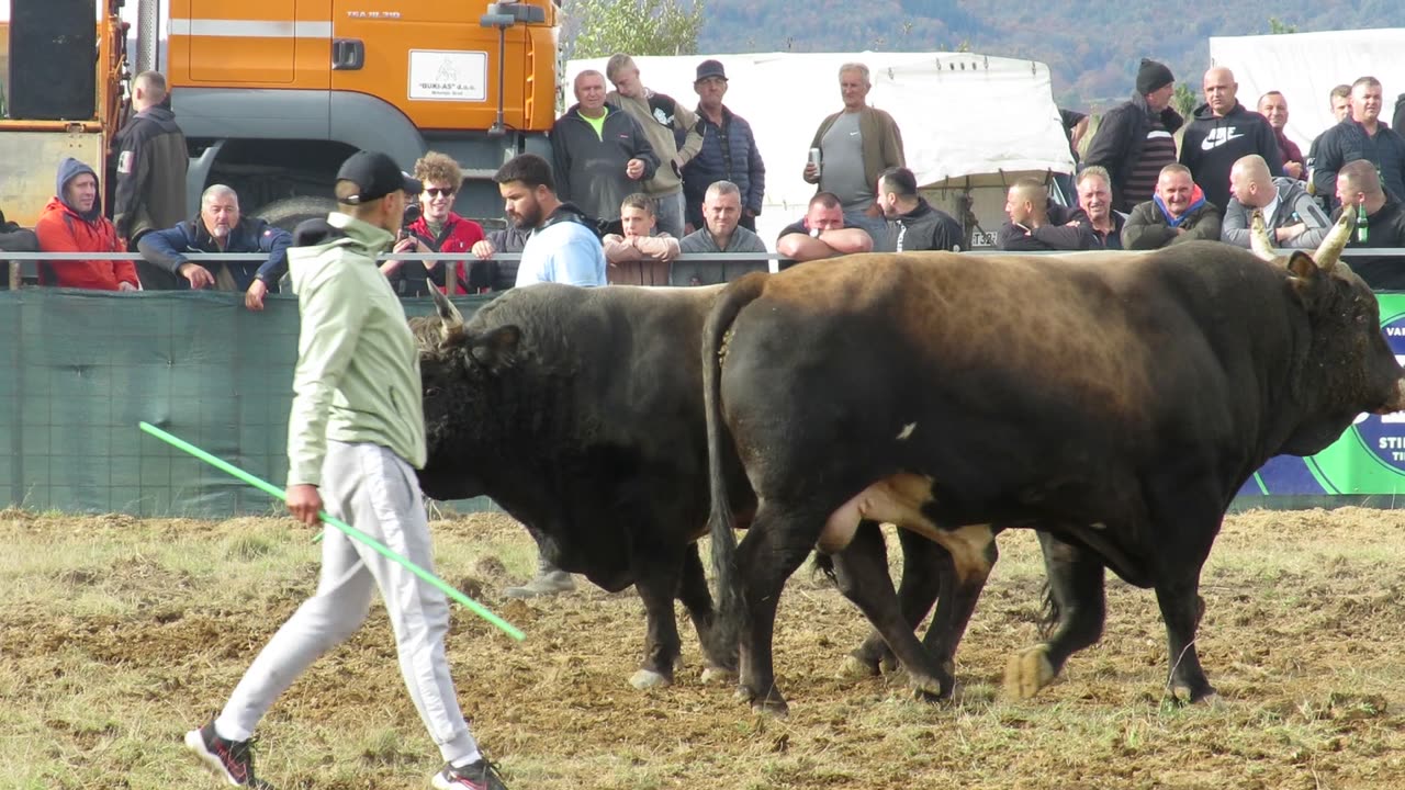 Brnjo od Kočića vs Gatuzo od Radića