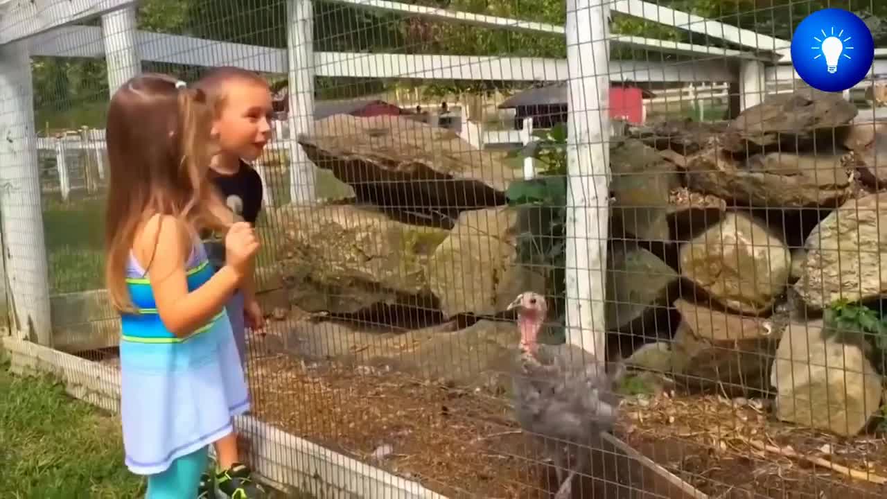 Cute Video of Animals.. Enjoying their lifestyle