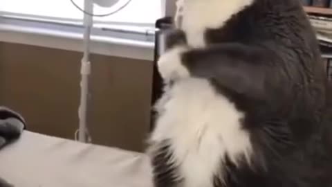 Funny cats