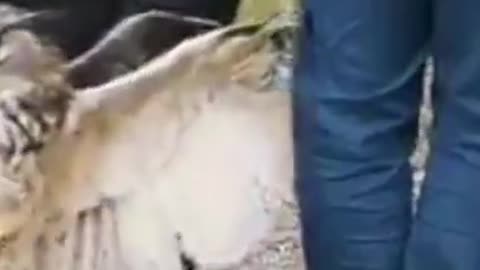 If The Eyes Are On The Target Then There Are no Obstacles #shorts #viral #shortsvideo #video