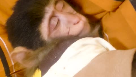 My monkey love to sleep in my laps