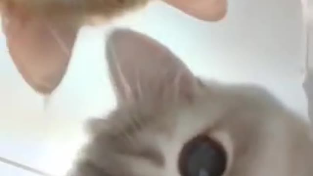 funny cat videos #05