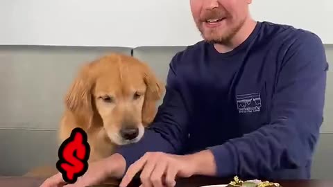 Feeding_A_Dog_$1_vs_$10,000_Steak