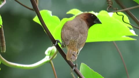 fashion fruit plants sitting in birds