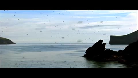 Puffins - National Geographic