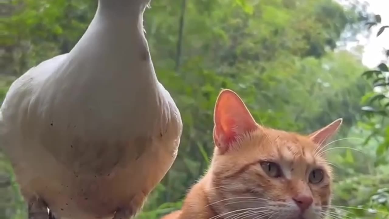 Cute baby ducks swimming with a cat.