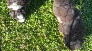 Australian Shepherd Puppies 2 Outside 12/20