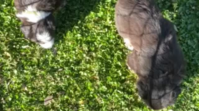 Australian Shepherd Puppies 2 Outside 12/20