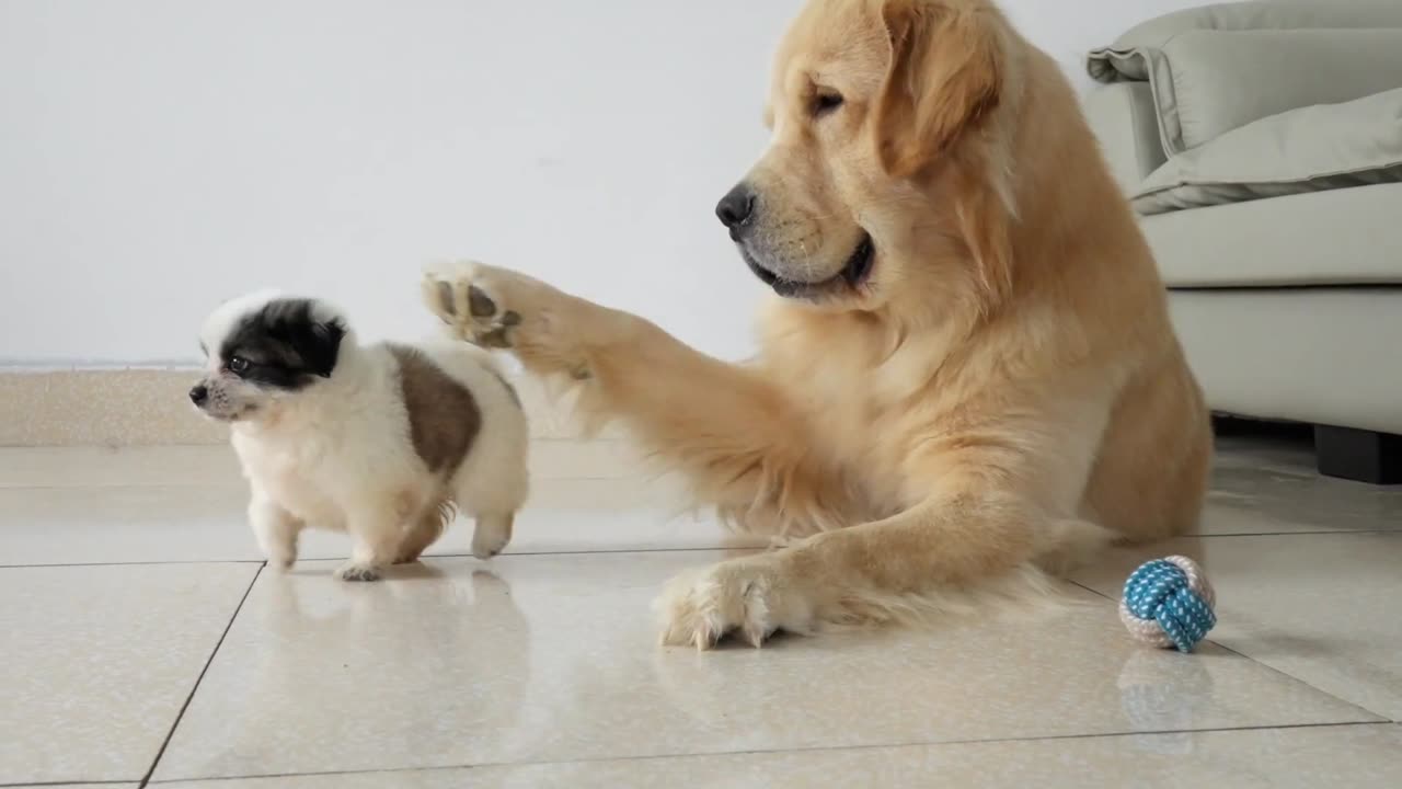 Golden Retriever's reaction to puppy stealing his favorite toy