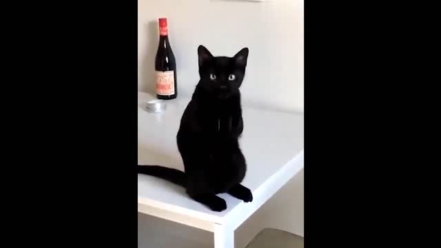 Funny Animals! Funny Cats! Funny Videos! # Short