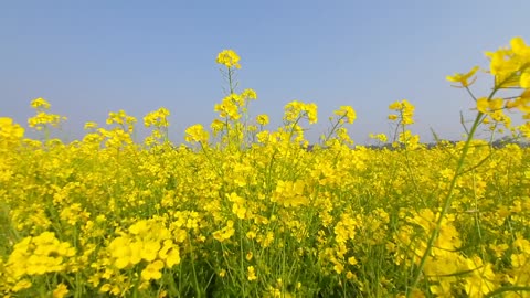 Flower in nature