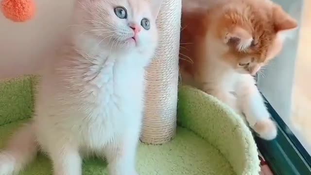 Three cute kittens