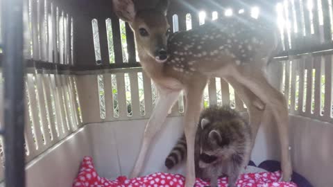 Baby Coon And Deer Are Best Friends