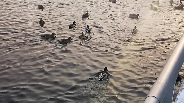 Ducks on the lake