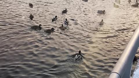 Ducks on the lake