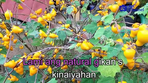 Herbal na Utan (VIDEOKE) - Halamana