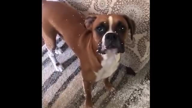 Funny & Cute tiktok amazing DOGS 5 Viral video (Perros virales)