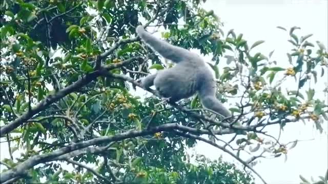 Javan gibbon (owa jawa)