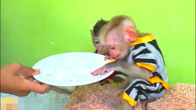 A Girl Feeds Lovely Baby Monkey - Monkey Animals 053