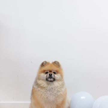 Cute Dog With Balloons