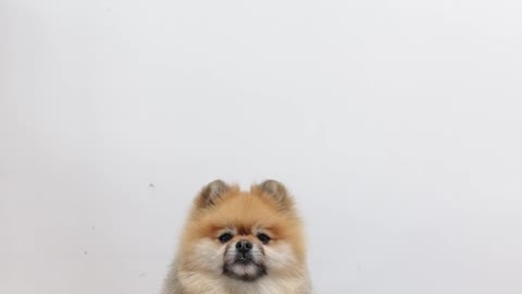 Cute Dog With Balloons
