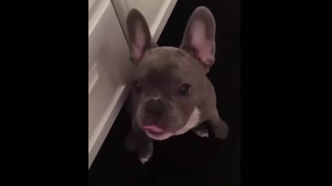 Funny and Cute Frenchie Puppies