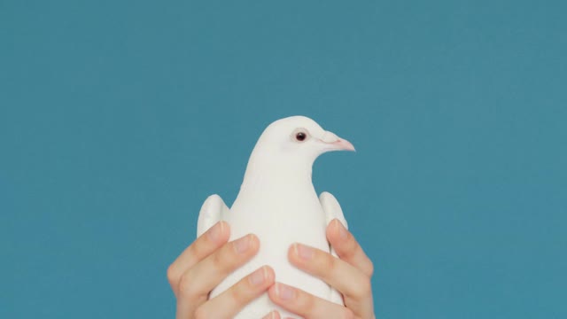 Beautiful Pigeon