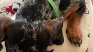 Weiner thinks he is a kitty