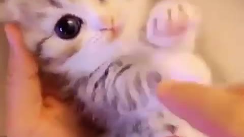 Stylish CATS