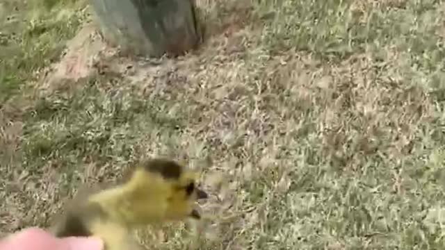 Gosling Rescued From Busy Road || (Risi's Funny Cat