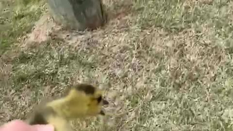 Gosling Rescued From Busy Road || (Risi's Funny Cat