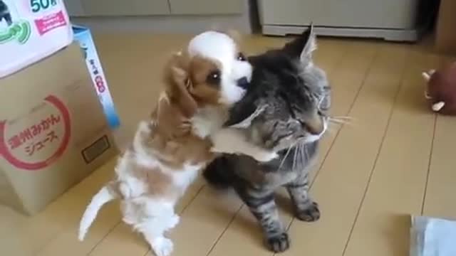 Compilation of cute animals #2