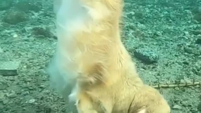 Dive dog