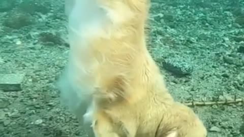 Dive dog