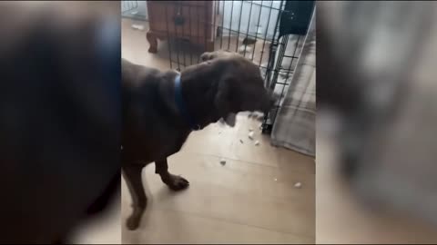 funny moments - Dog playing with mirror