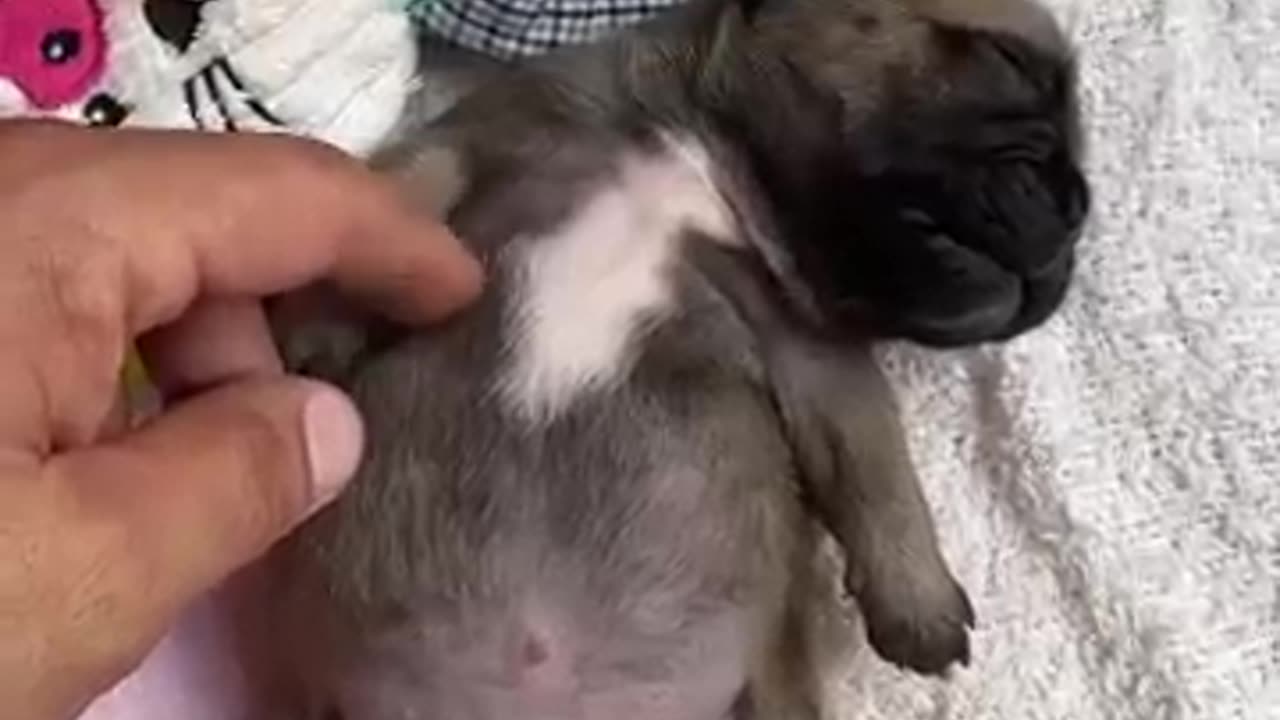 Mini bulldog video