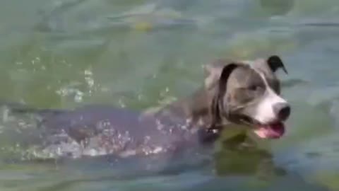 Dog swimming