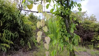 Flowers Of The Homestead