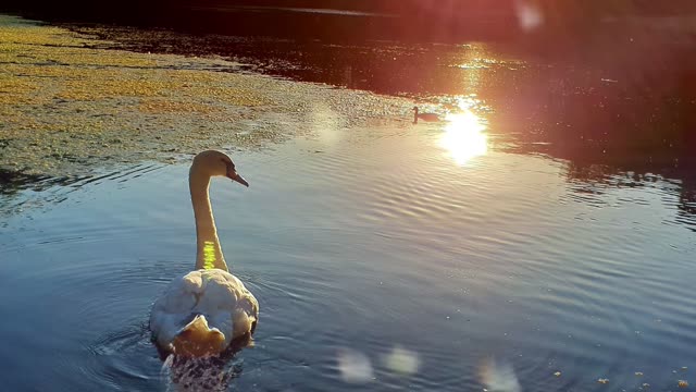 Swan Lake