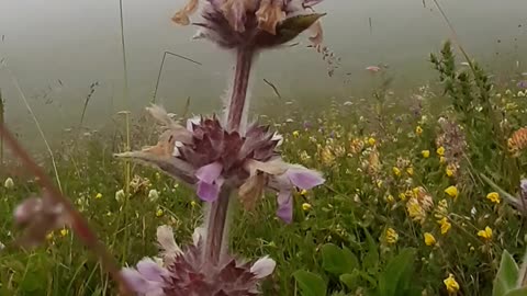 A section of leaf and flower species from village life / chapter 47