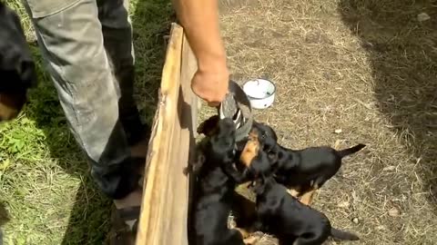 Doberman Puppies as Guard dogs