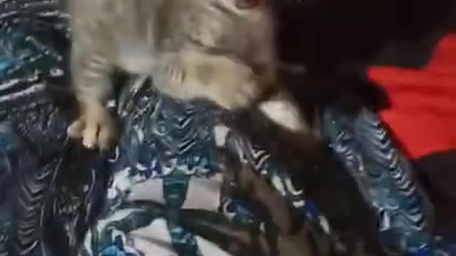 Angry kitten give funny reaction