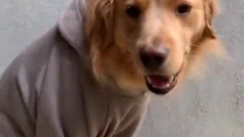 Best Funny Dogs Video -EP (50)