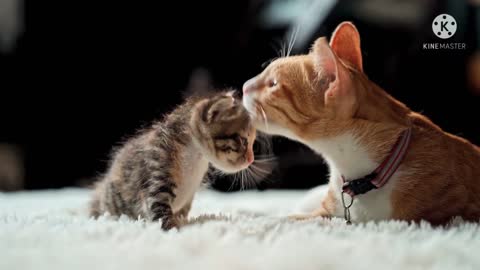 cute animals compilation Funny dog and cat bird videos cute dog and cats bird