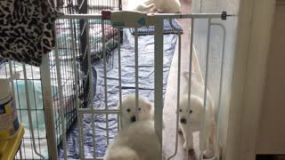 Great Pyrenees Pup Escapes from Pen