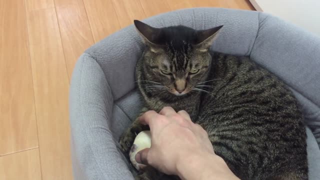 Cat Blows Up When I Want To Get Hamster