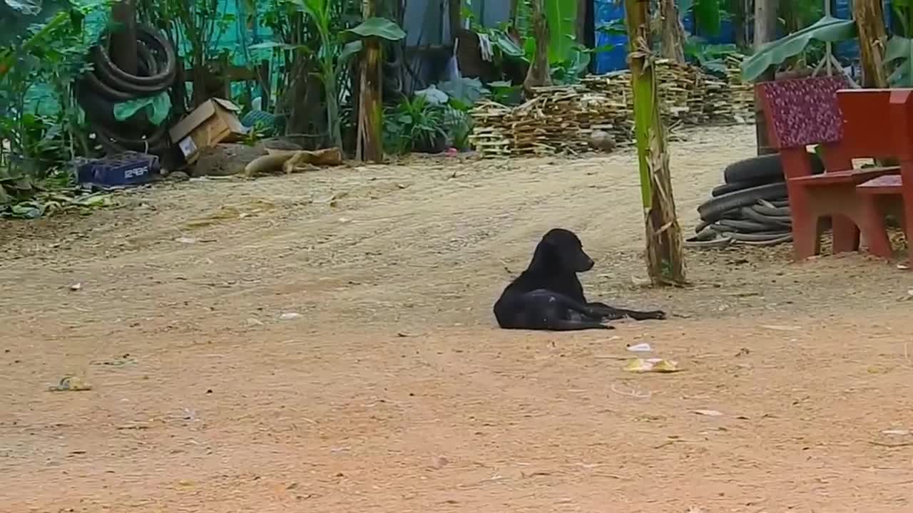 Dog Prank with Fake Lion/Tiger Mask